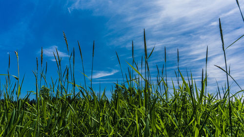 Scenic view of field against cloudy sky