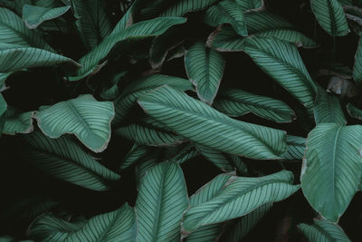 Full frame shot of leaves