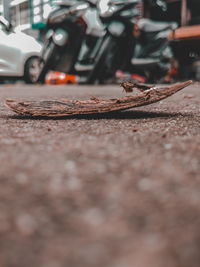 Surface level of zebra crossing