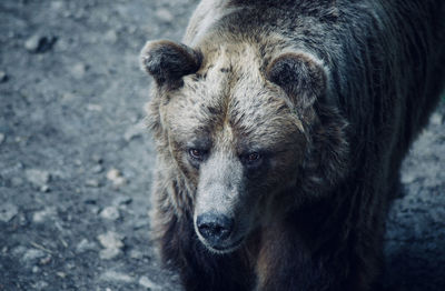 Close-up portrait of bear 