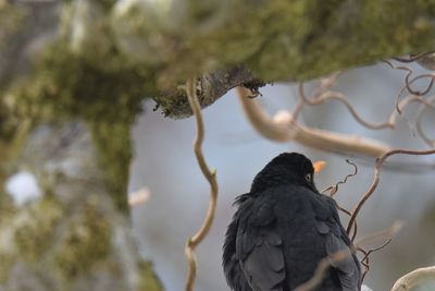 Close-up of blackbird perching on a tree