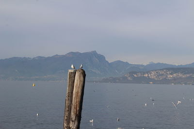 Seagull perching on wooden post against mountains