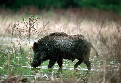 Wild boar in swamp