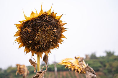 Close-up of wilted sunflower against sky