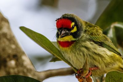 Close-up of parrot perching on leaf