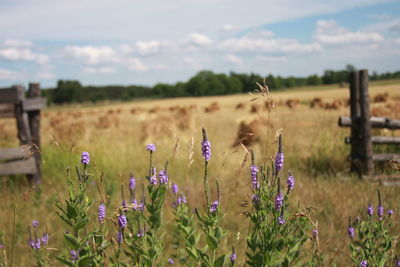 Close-up of flowers growing in field