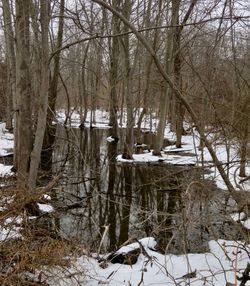 Bare trees in forest during winter