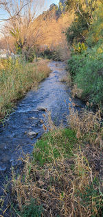 View of stream flowing through forest