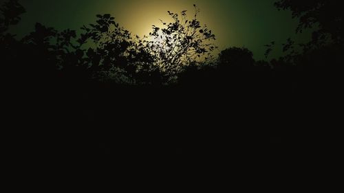 Low angle view of silhouette trees against sky at night