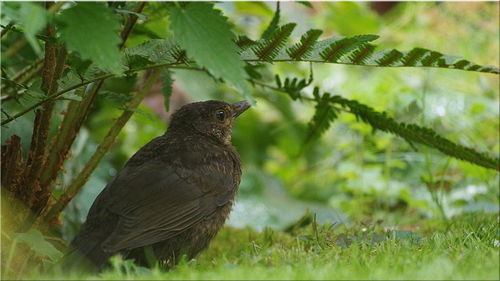 Bird perching on a grass