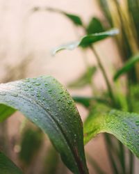 Close-up of raindrops on plant