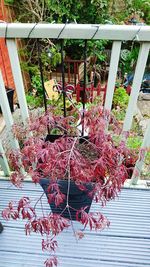 View of plants against the wall