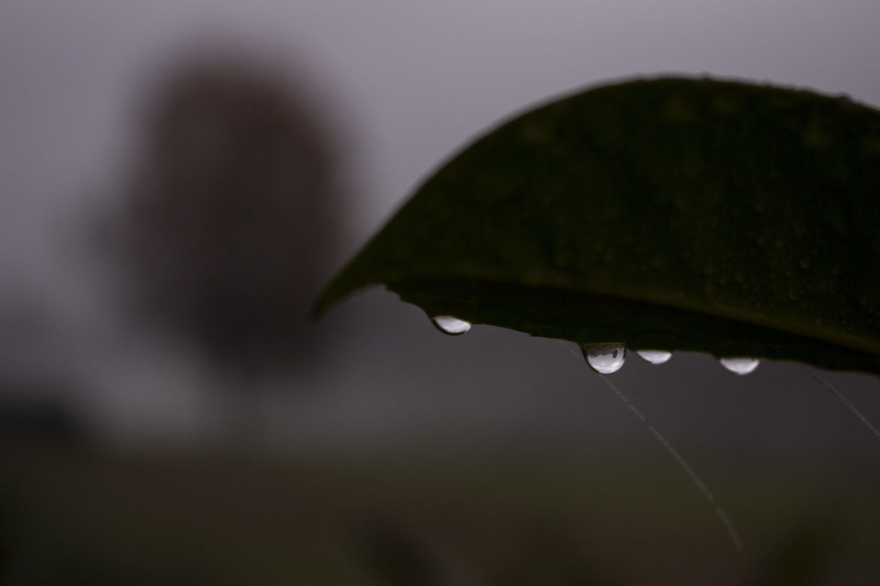 CLOSE-UP OF WATER DROPS ON PLANT