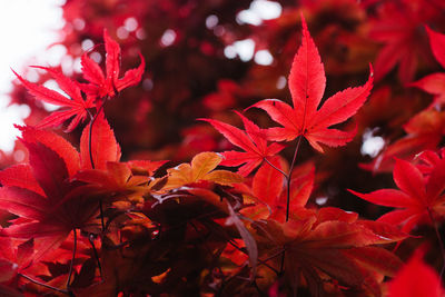 Close-up of red maple leaves