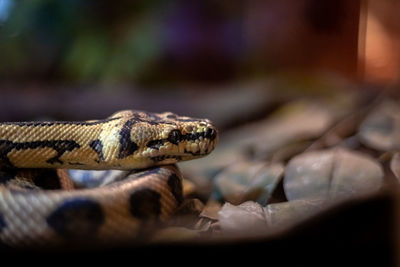 Close-up of a lizard