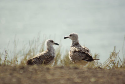 Two young european herring gulls at the dry seashore. black sea, crimea