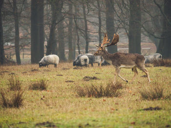 Sheep grazing in a field with a deer in front 