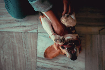 Low section of people with dog on floor