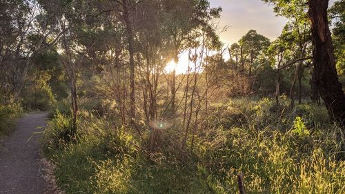 Plants and trees in forest