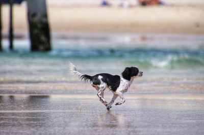 Dog running at beach