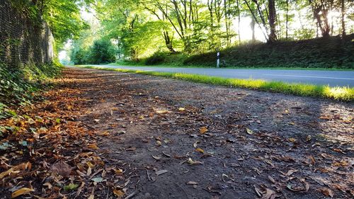 Road amidst trees in forest during autumn