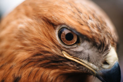 Close-up of a horse eye