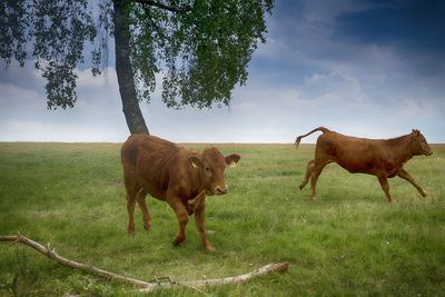 Horses standing in a field