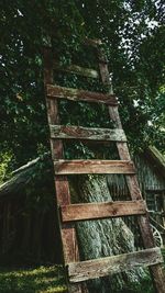 Low angle view of tree in forest