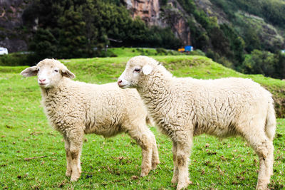 Two sheep on grassy field