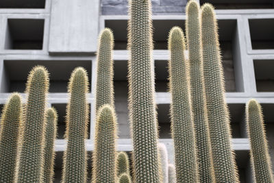 Close-up of cactus plant against building