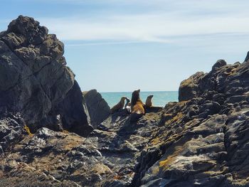 Seals of the ocean