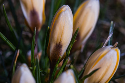 Close-up of flowering plant on field