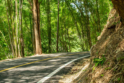 Road amidst trees in forest