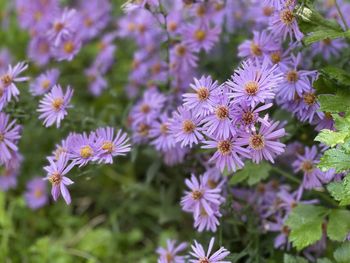 Close-up of purple flowering plants