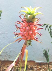 Close-up of red flower