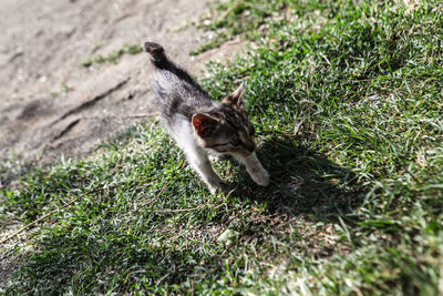 Animals on grassy field