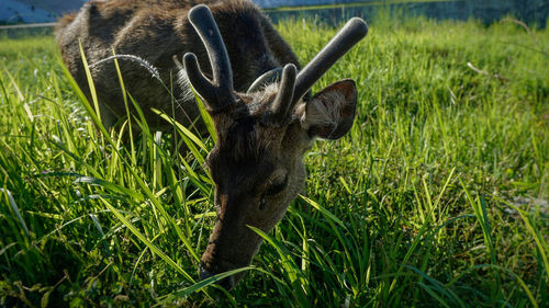 Close-up of horned animal on grass