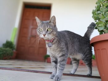 Close-up portrait of cat