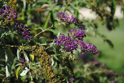 Close-up of purple flowers blooming outdoors