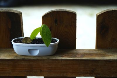 Close-up of potted plant on table