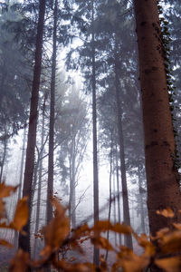 Low angle view of trees in forest during winter