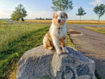 Portrait of a dog on the road