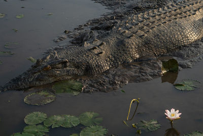High angle view of a crocodile in muddy lake