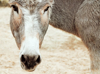 Close-up of a horse