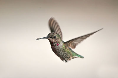 Close-up of bird flying against clear sky