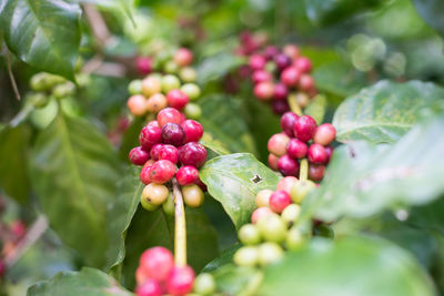 Close-up of berries growing on plant