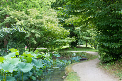 View of flowering plants and trees in garden