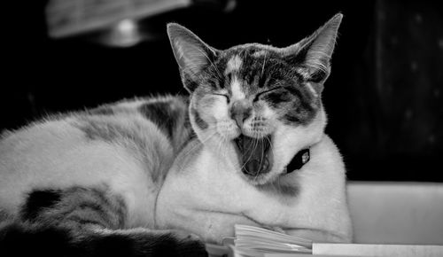 Close-up of cat relaxing at home