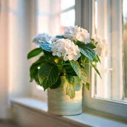 Close-up of white flowers