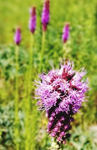 Close-up of purple thistle blooming in field